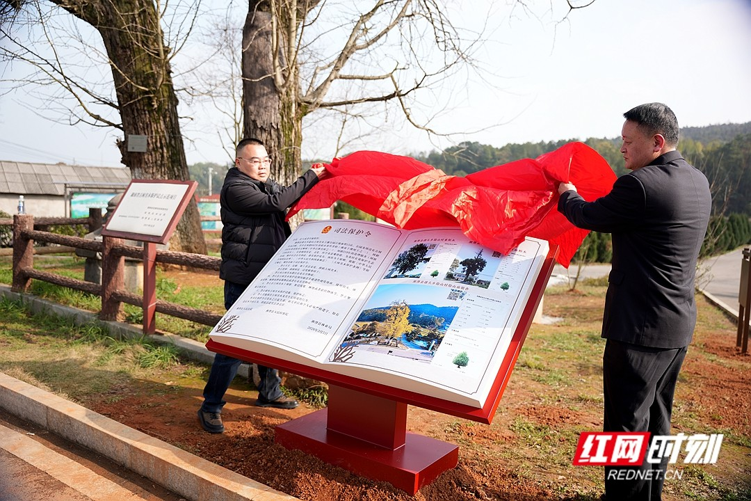 湘潭发布首份古树名木司法保护令 以法治力量守护“活文物”