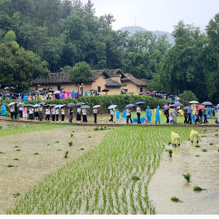 视频丨雨中耕耘红土地 韶山冲里插秧忙