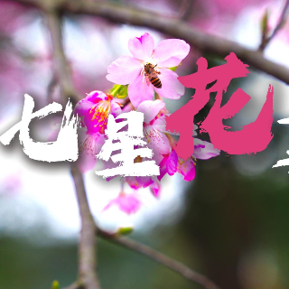 “莲”向世界丨七星花事