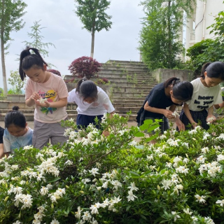 昭山和平小学:栀子采撷悟廉洁 劳动实践润童心