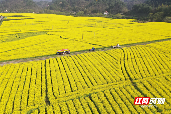 零溪油菜花海.png