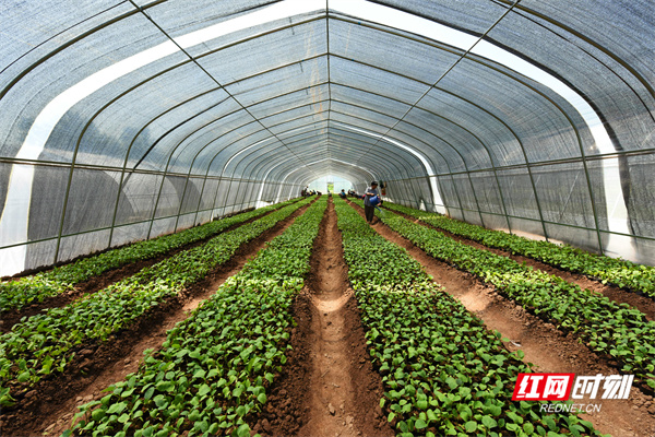 荷叶村蔬菜种植基地.jpg