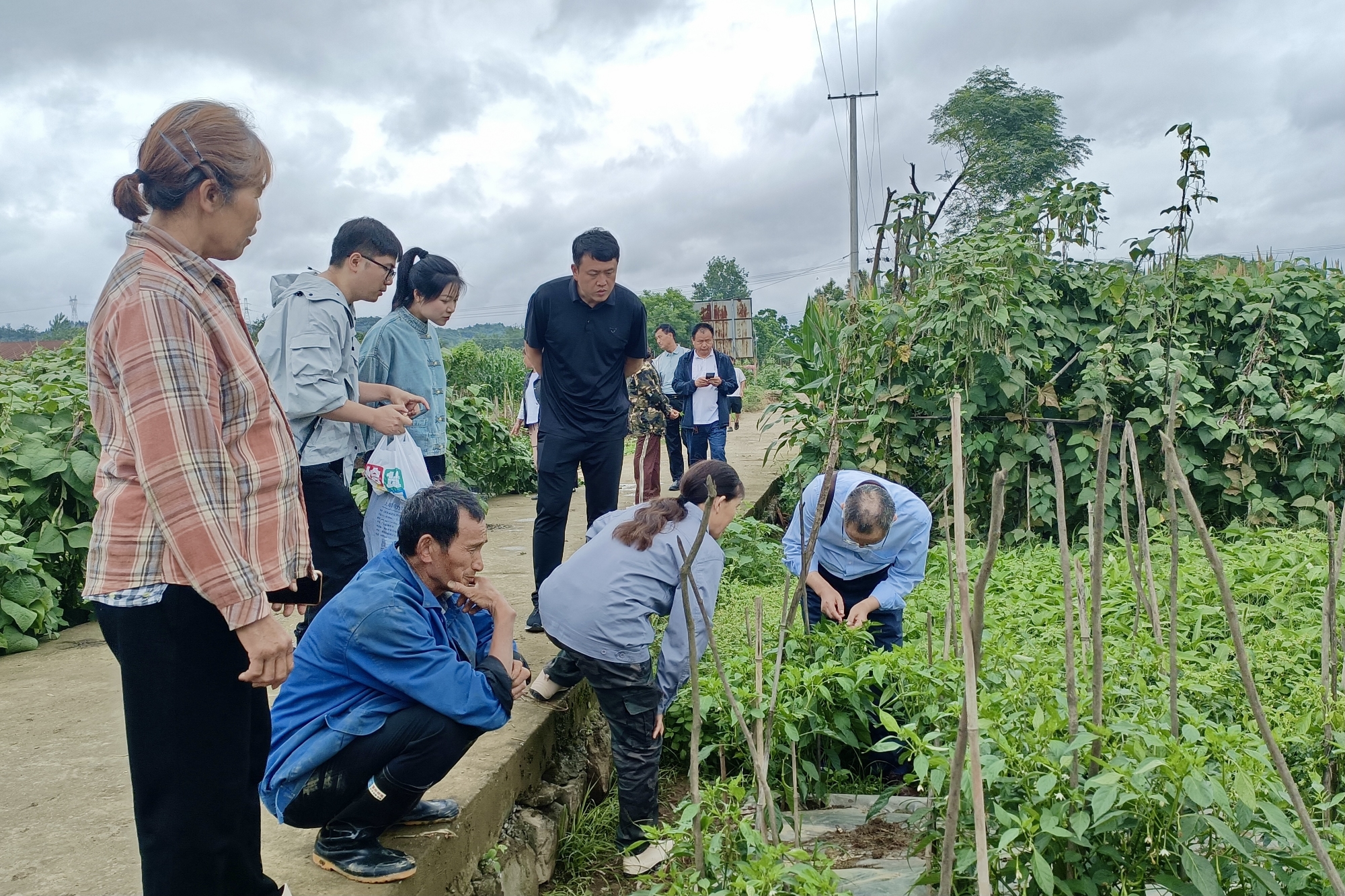 同心服务团专家在五里洲村指导蔬菜种植.jpg