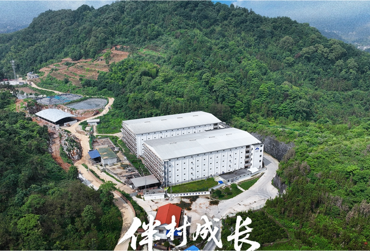 伴村成长⑦｜产业扎根人心归，大水坪村的“家门口”振兴路