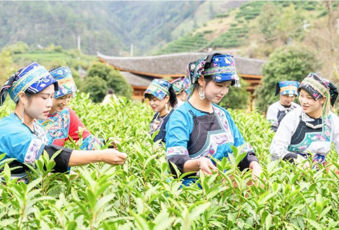石榴花开结硕果 民族团结奔共富——湖南第十二批全国民族团结进步示范区示范单位创建工作综述