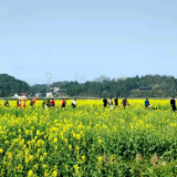 浪漫女神节“黔阳古城+花海”旅游路线人气爆棚