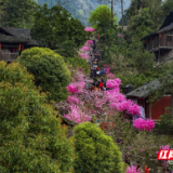 花草新闻社丨“云”赏老司城之春 十里桃林灼芳华