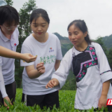 让“文旅融合”续写致富故事 中南林业科技大学“芙蓉学子”走进保靖茶岭村