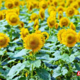 中秋国庆长假将至 浏阳官渡田螺庄园邀你赏向日葵花海