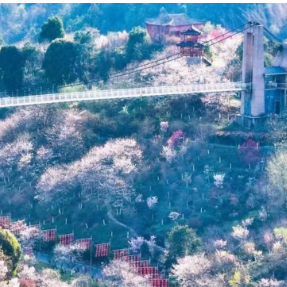 长沙县浔龙河樱花谷开通赏樱旅游直通车 游客可免费乘坐
