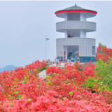 花草新闻社│赏长寿乡最美春色 怀化麻阳高村200亩杜鹃花开