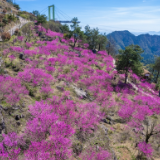 花草新闻社｜怀化大峡谷紫荆花开了，邀您共赴一场紫色浪漫