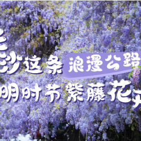 二十四节气·清明丨长沙浪漫路，紫藤花盛开