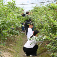 怀化中方蓝莓熟了！鲜甜多汁，等你来采摘