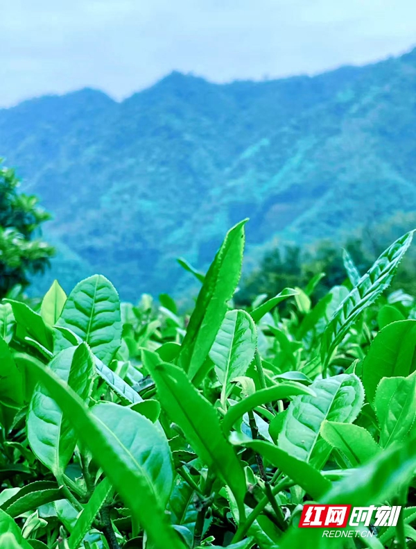 高山云雾茶_副本.jpg