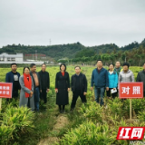 湘西综合试验站郴州沙洲村生姜高产栽培示范取得成功