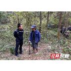 吉首：6头牛失踪5日未归 民警翻山越岭寻回