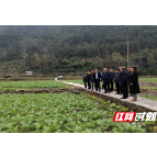 湖南省农业农村厅来湘西州调研指导油菜生产