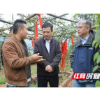 湖南省绿色食品办到湘西州开展永顺莓茶地理标志保护工程督查