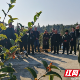 湘西州：高质量推进油茶基地建设