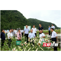 中央农办秘书局局长吴宏耀来龙山调研乡村振兴工作