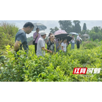 凤凰县委党校组织联系村主干及产业大户考察学习林峰乡雪茶产业