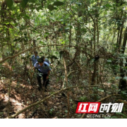 又有人找枞菌迷路了 泸溪民警干群搜山16小时营救