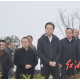 虢正贵在古丈县调研时强调：以茶兴业以茶富民 以产业兴旺带动乡村振兴