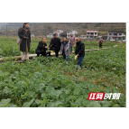 湘西州农技专家田间送技术 保春耕促生产