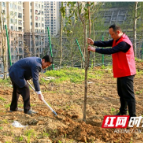 湘西高新区开展义务植树活动