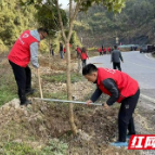 古丈：百名干部义务植树 共建家乡绿水青山