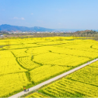 泸溪：油菜花开春意浓 美丽乡村入画来