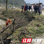 花垣：危树清理排隐患 建设美丽新猫儿