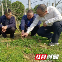 湖南省专家深入永顺县开展猕猴桃产业科技服务