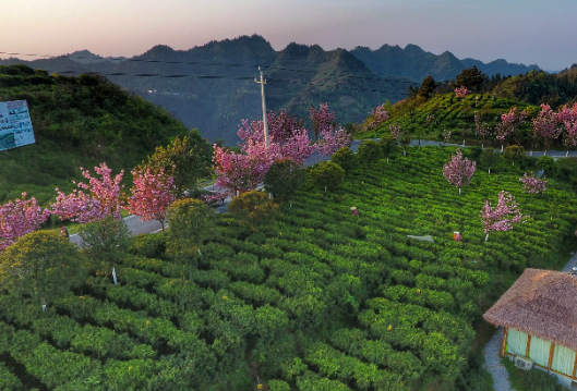 视频丨古丈：春暖茶飘香 茶农采茶忙