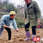 凤凰县菖蒲塘村：一手抓疫情防控一手抓产业发展