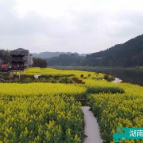 红视频丨泸溪县大陂流村：油菜花开幸福来