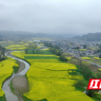 万亩油菜花海织就田园画卷 龙山县乡村旅游醉游人