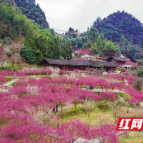 永顺陈家坡：梅花香自苦寒来