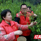 保靖县融媒体中心：春茶采摘用工荒 党员干部来帮忙