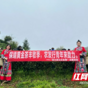 农发行保靖县支行：暖春三月 助农采茶