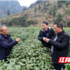 湘西：农技干部下基层 助力乡村振兴