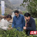 省茶叶专家到湘西指导春茶生产