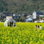 龙山县惹巴拉第三届油菜花节暨惹巴拉首届抖音大赛开幕