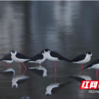 泸溪：成群黑翅长脚鹬打卡武水湿地公园 鸟界超模舞翩跹