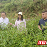 湘西茶网邀请专家为农户茶园抗旱工作支招