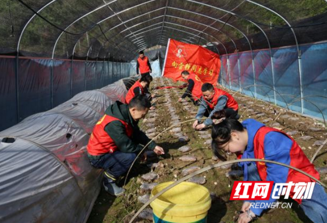 龙山县洗车河镇：阳春暖三月，羊肚菌喜丰收