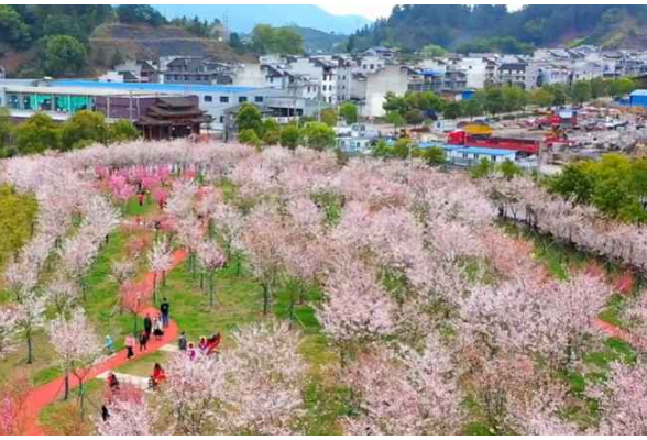 红视频丨古丈：樱花竞相盛放 邀您来茶乡赏春色