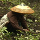 保靖：柏木林下崛起中药材产业  拓宽群众增收致富路