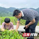 湘西：茶园管护正当时 农技培训到田间